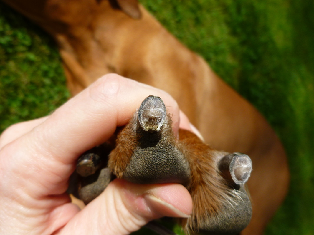 cut dog nails with dremel
